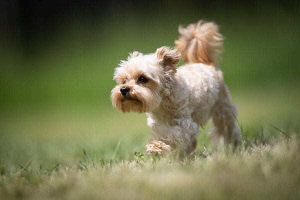 Small beige crossbred Terrier rescue dog walks on a lawn