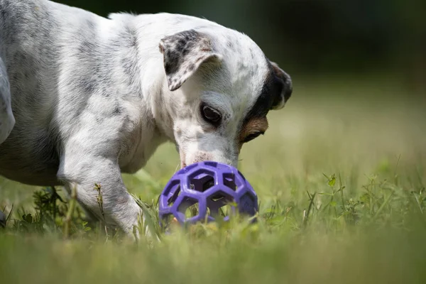 小型電動クロスブレッドテリアレスキュー犬は芝生の上でおもちゃで遊ぶ — ストック写真