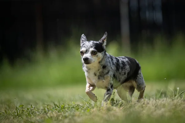 Małe Cętkowane Krzyżówki Pies Ratowniczy Chihuahua Spacery Trawniku — Zdjęcie stockowe