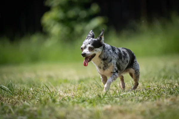 Małe Cętkowane Krzyżówki Pies Ratowniczy Chihuahua Spacery Trawniku — Zdjęcie stockowe