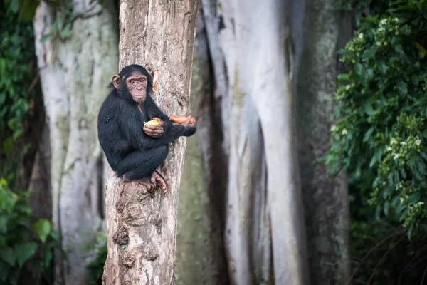Jeune Chimpanzé Assoit Sur Arbre Après Avoir Ramassé Nourriture Dans Images De Stock Libres De Droits