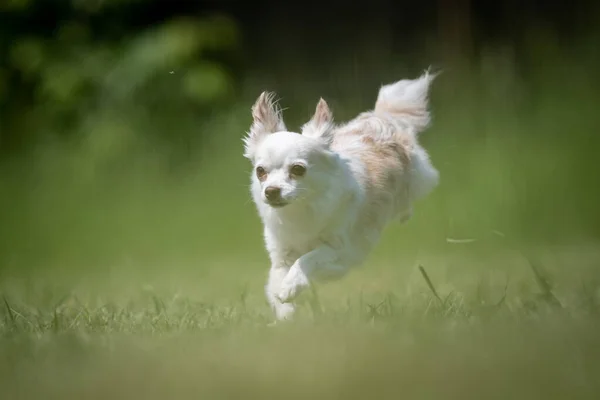 Kleine Witte Beige Gekruiste Chihuahua Reddingshond Springt Rent Een Grasveld Rechtenvrije Stockafbeeldingen