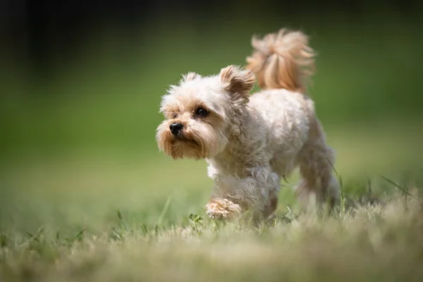 Kleine Beige Gekruiste Terrier Reddingshond Loopt Een Grasveld Stockafbeelding