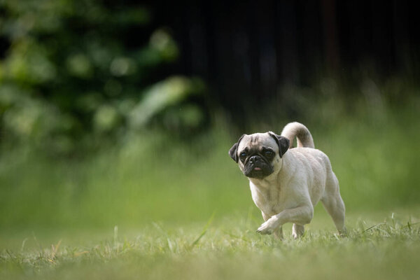 Small beige Pug rescue dog walks on a lawn