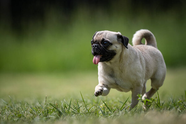 Small beige Pug rescue dog walks on a lawn