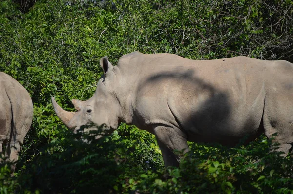 Rhinos Pastando Vegitación — Foto de Stock