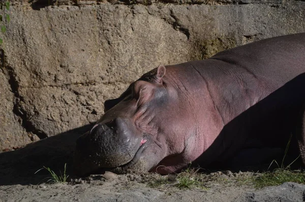 Napping Hipotamo Borde Rocas Río — Foto de Stock