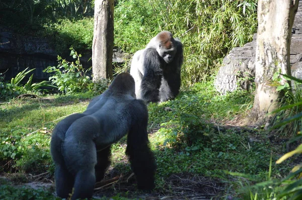 Gorilas Silverback Bosque — Foto de Stock