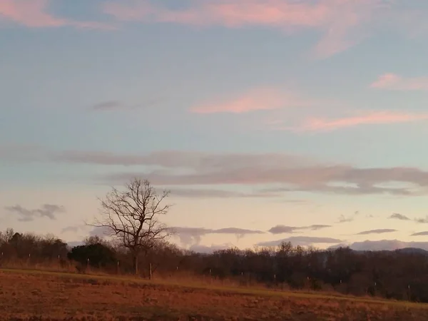 Günbatımı Gökyüzü Mavi Morlar Pembe Bulutlar Ile Ağaç Siloette Ile — Stok fotoğraf