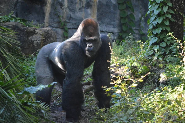 Manliga Stora Silverback Gorilla Skogen Tittar Kameran — Stockfoto