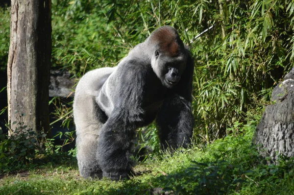 Hombre Silverback Gorilla Bosque — Foto de Stock