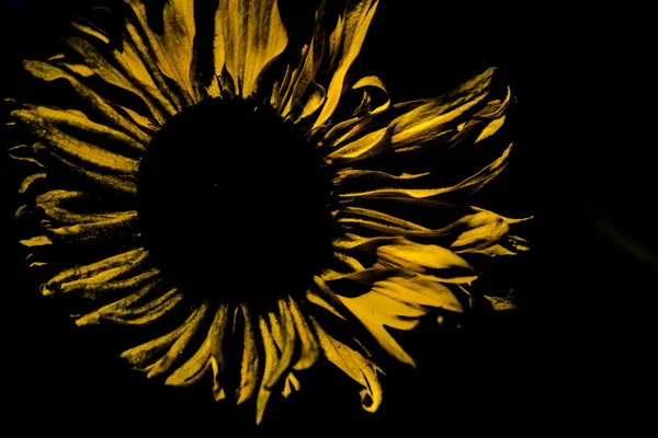 A yellow sunflower on a black background