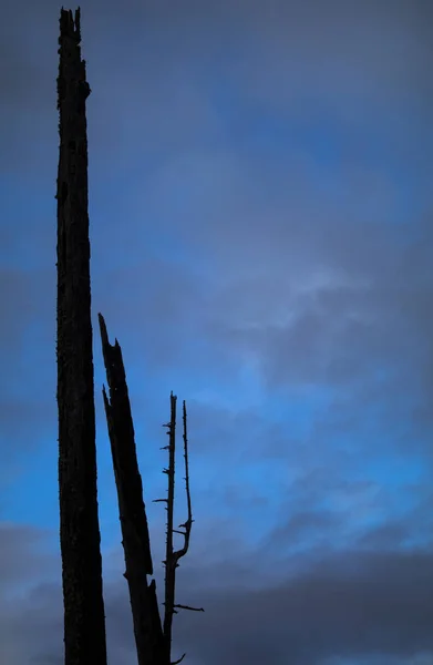 Abgestorbene Bäume Blauen Bewölkten Himmel — Stockfoto