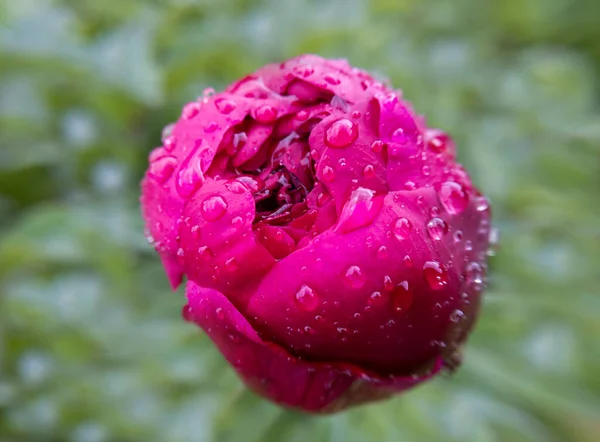 Macro peony flower bud with rain drops on it. Green bokeh background. Stock photo.