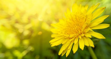 Makro sarı karahindiba çiçeği ve fotokopi alanı ve güneş ışığı sızıntısı. Stok fotoğrafçılığı.