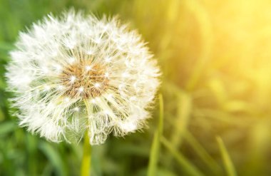Çekirdekli Macro karahindiba başı, fotokopi alanı ve güneş ışığı. Stok fotoğrafçılığı.