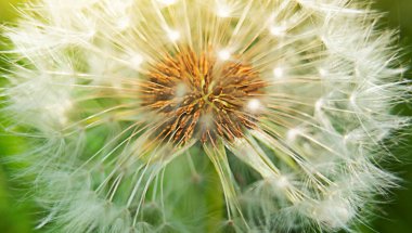 Tohumları ve güneş ışığıyla birlikte Macro karahindiba çiçeği başı. Stok fotoğrafçılığı.