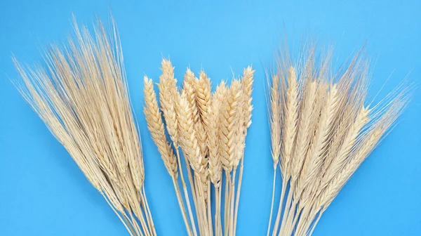 Sheaf of wheat, rye and barley ears on a blue background. Simple flat lay. Stock photography.
