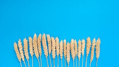 Mavi arka planda buğday dalları. Fotokopi alanı olan basit düz bir yer. Stok fotoğrafı.