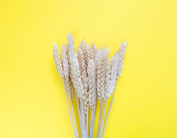 Spikelets of wheat on a yellow background. Simple flat lay with copy space. Stock photography.