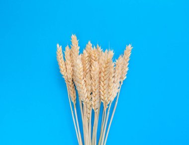 Mavi arka planda buğday dalları. Basit bir düz yatış. Hasat konsepti. Stok fotoğrafı.