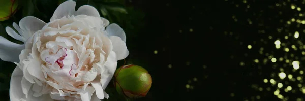 Póster flor de peonía blanca sobre un fondo oscuro . —  Fotos de Stock