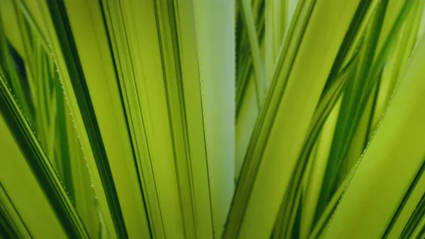 Achtergrond van agave bladeren close-up — Stockfoto