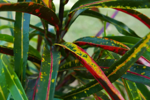 Kolorowe liście krotona zbliżenie. — Zdjęcie stockowe