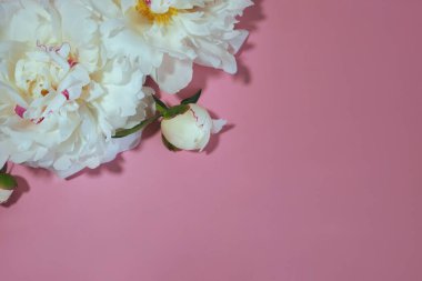 Beyaz şakayıklar pembe arka planda yakın plan.