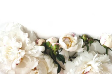 Beyaz yalıtılmış arka planda narin şakayık çiçeği.