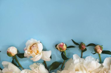 Mavi arka planda süt beyazı şakayıklar