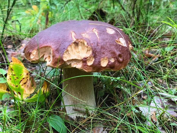 有褐色帽子和白腿的宝莲蘑菇 . — 图库照片