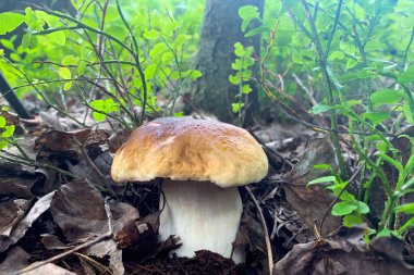 Kahverengi eski yeşillik ve bulanık yeşillik arka planında boletus mantarı..