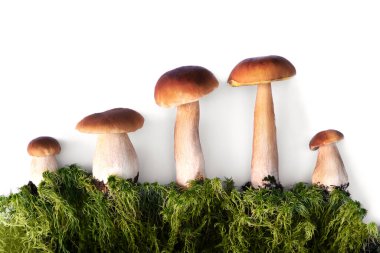 Yeşil yosun ve beyaz arka planda Boletus mantarı.