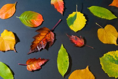 Siyah arkaplanda sonbahar renkli yapraklar.