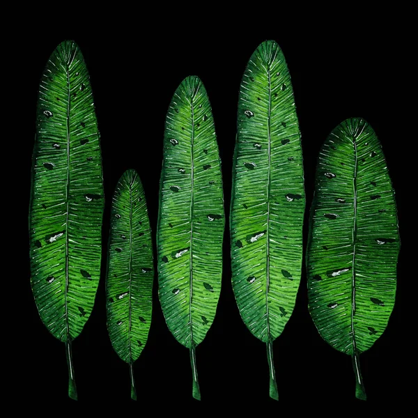 Suluboya yapraklar. Tropik yapraklar. Siyah arkaplanda yeşil muz yaprakları