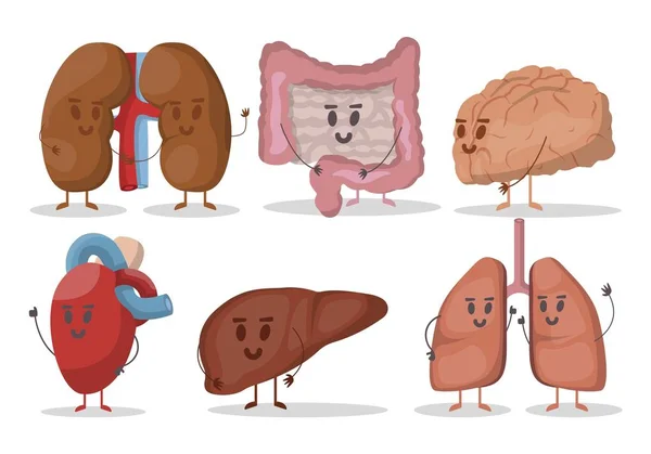 Vektor set organ dalam manusia ilustrasi. Jantung, paru-paru, ginjal, hati, otak, perut. Karakter tersenyum . - Stok Vektor
