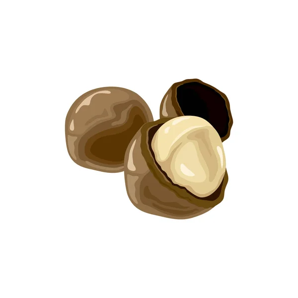 Ilustración vectorial de una macadamia pelada entera, agrietada en mitades. Símbolo alimenticio. Nueces enteras y granos de macadamia . — Vector de stock