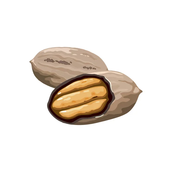 Векторная иллюстрация пекана, очищенного целиком, треснувшего пополам. Целые орехи и орехи орехов орехов и орехов орехов — стоковый вектор
