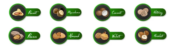 Conjunto de iconos nombrados nueces. Logotipo Etiquetas vectoriales con nuez, coco, nuez moscada, avellana, pacana, almendra, cacahuete, macadamia — Vector de stock