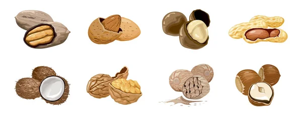 Vector instellen iconen noten Walnoten, kokos, nootmuskaat, hazelnoot, pecan, amandel, pinda, macadamia. Voeding en landbouw. — Stockvector