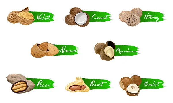Sada ořechů pojmenovaných ikony. Logo sada vektorové štítky s vlašský ořech, kokos, muškátový oříšek, lískových oříšků, pekanové, mandle, arašídové, macadamia — Stockový vektor