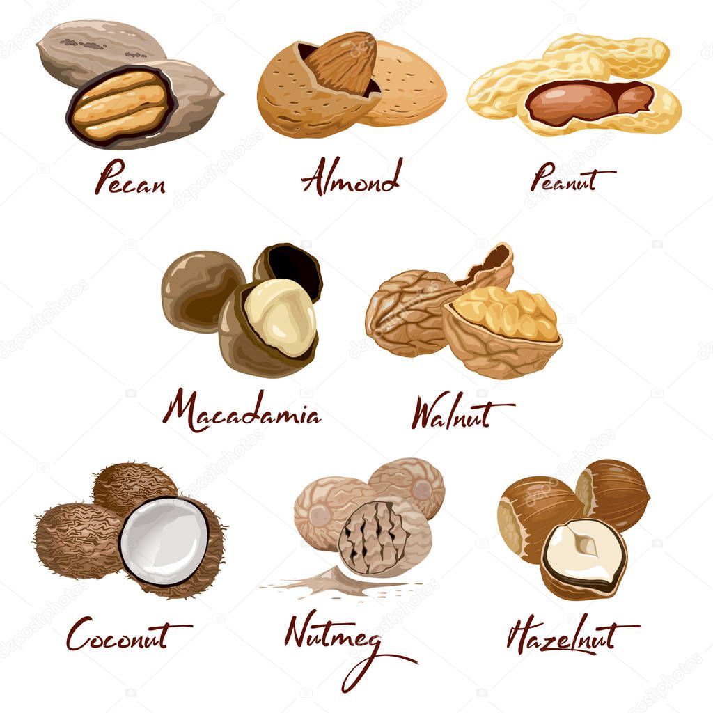 Set of named icons nuts. Walnut, coconut, nutmeg, hazelnut, pecan, almond, peanut, macadamia. Nutrition and agriculture.