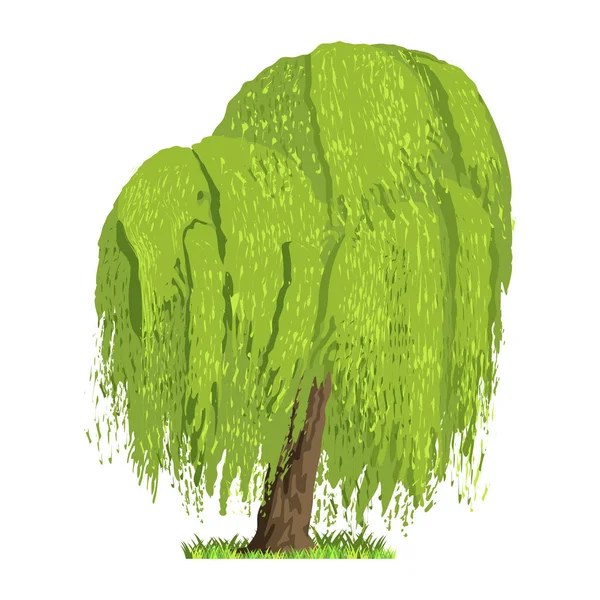 Arbre à feuilles caduques en quatre saisons : printemps, été, automne, hiver. Nature et écologie. Illustration d'arbre vert — Image vectorielle
