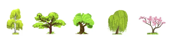 Arbres à feuilles caduques en quatre saisons : printemps, été, automne, hiver. Nature et écologie. Illustration vectorielle des arbres verts . — Image vectorielle