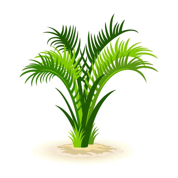 Imagem isolada do vetor cartoon mostra roystonea verde palma —  Vetores de Stock