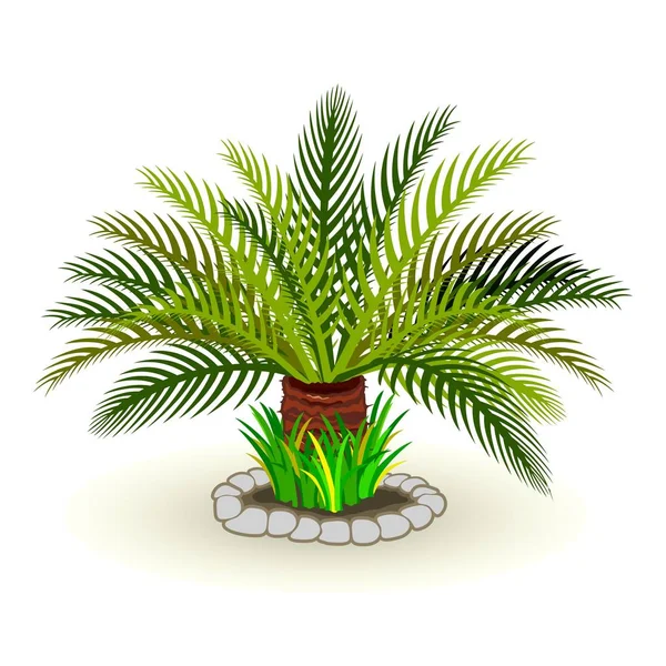 Dypsis lutescens palmiye ağacı çim kayalar vektör resmi — Stok Vektör