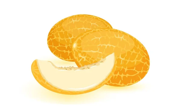 Imagen vectorial aislada muestra melón naranja maduro con rebanada — Archivo Imágenes Vectoriales