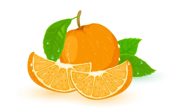 Image vectorielle de l'orange mûre avec des feuilles vertes et des tranches — Image vectorielle