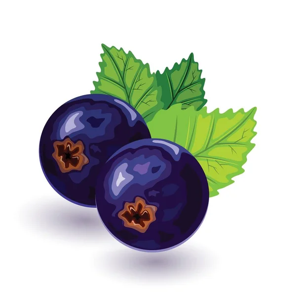 Ripe, sweet and juicy blackcurrant with green leaves. Ingredient for healthy eating and nutrition. — Stock Vector